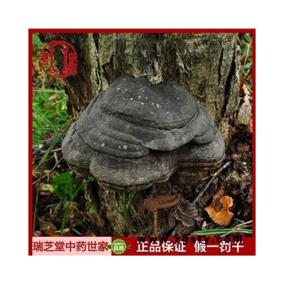 野生灵芝 木蹄层孔菌 木蹄层孔菌 瑞芝堂产地直销1000克