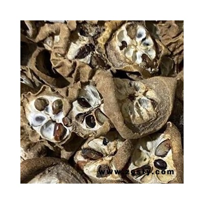 预知子八月札八月扎 好统货 供应各种中药材 冷背货 中草药 产地 云南省