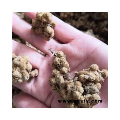 新辉药业中药材 枇杷 枇杷花  另有茶级枇杷花