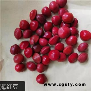 九盛堂中药材 海红豆 相思豆 美人豆 阴阳子 鸳鸯豆 红豆图1