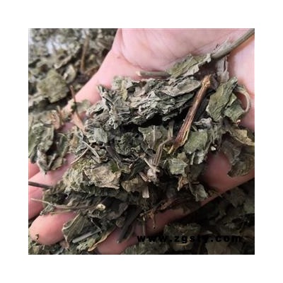 安祁名药楮叶 楮树叶 无硫新货