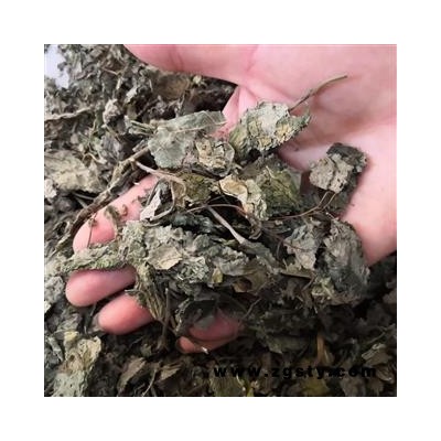 安祁名药楮叶  楮桃叶 新货颜色绿
