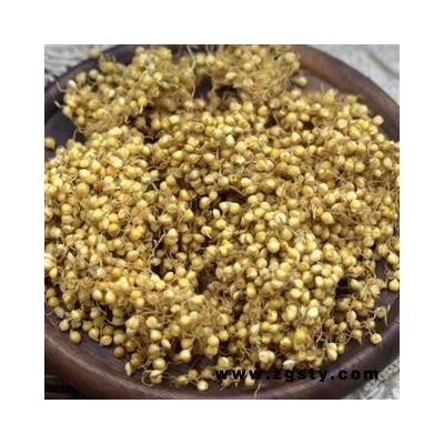 谷芽 新货发芽率高 另有炒谷芽10元 重在品质瑞森药材行