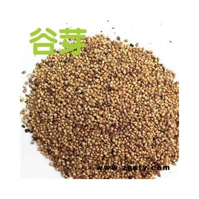 谷芽 炒谷芽统货 产地 山东省 产地直销 重在质量