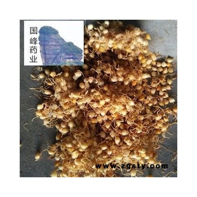 谷芽 芽多 颜色好 无虫蛀 足干 国峰药业 重在品质 产地 山东省