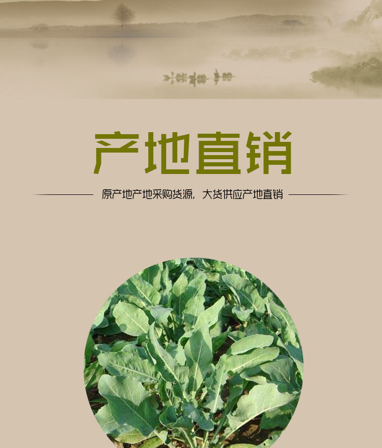 大青叶详情页_08.jpg