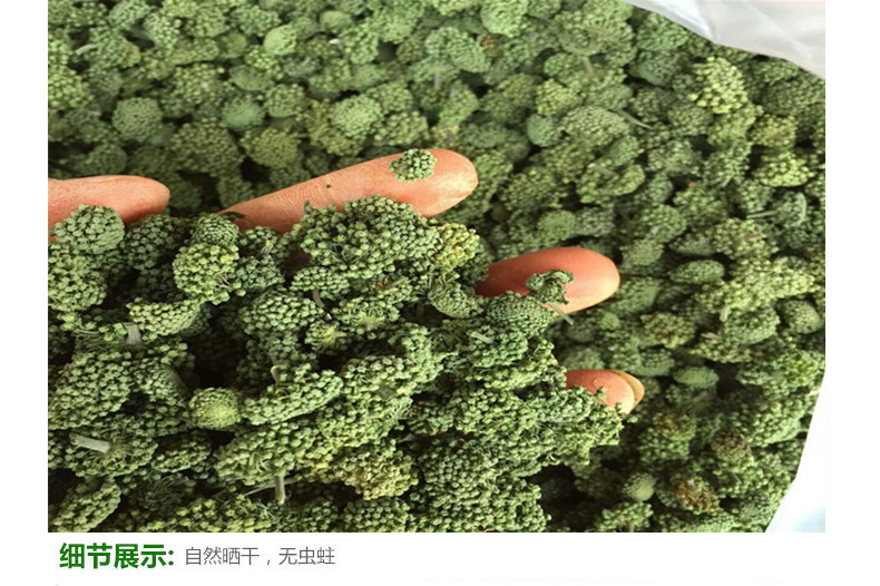 两年生三七花无柄小选货5.jpg