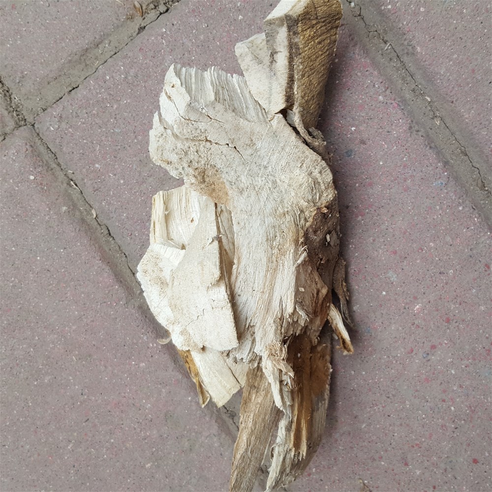楮树根3.jpg