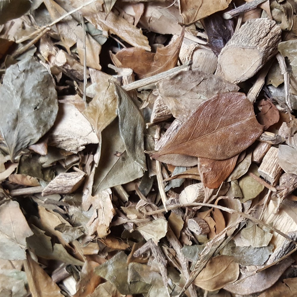 茵芋_副本_副本.jpg
