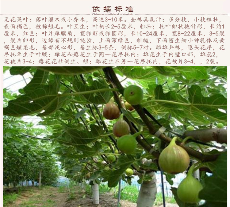 无花果叶9.jpg