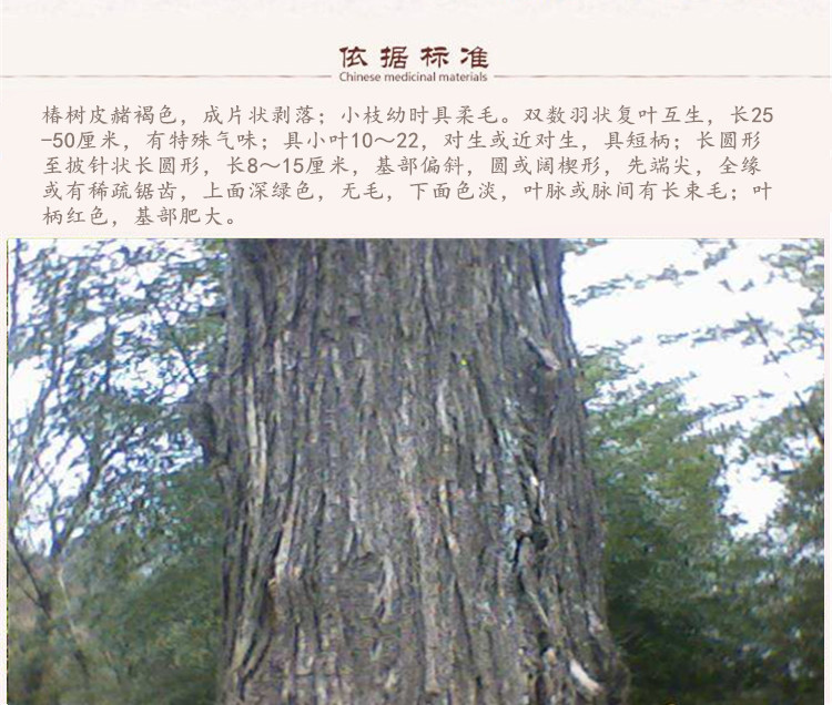 椿树皮5.jpg
