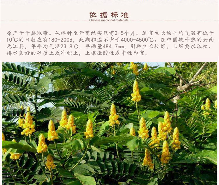 番泻草5.jpg