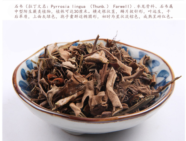 石韦3.jpg