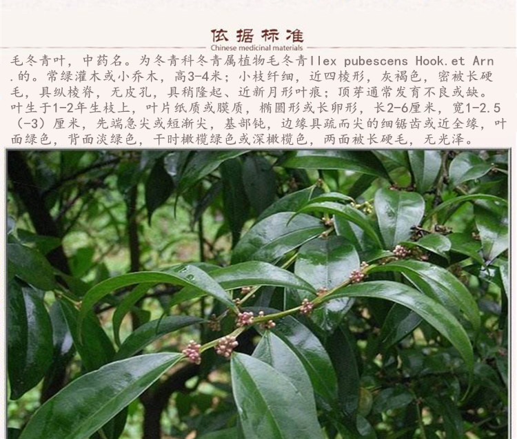 毛青叶5.jpg