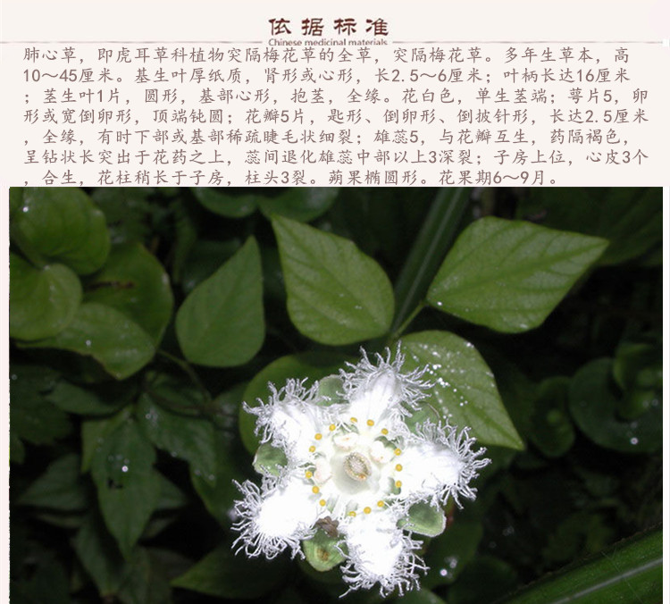 肺心草9.jpg