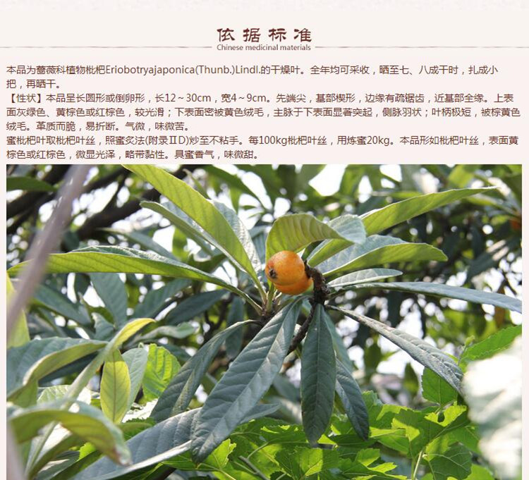 枇杷叶6.jpg