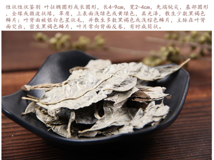 胡秃子叶5.jpg