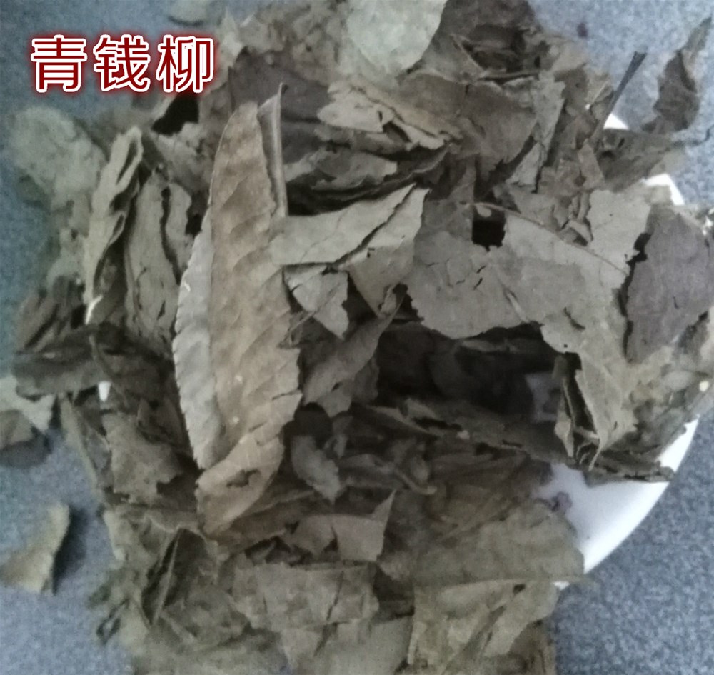 青钱柳1.jpg