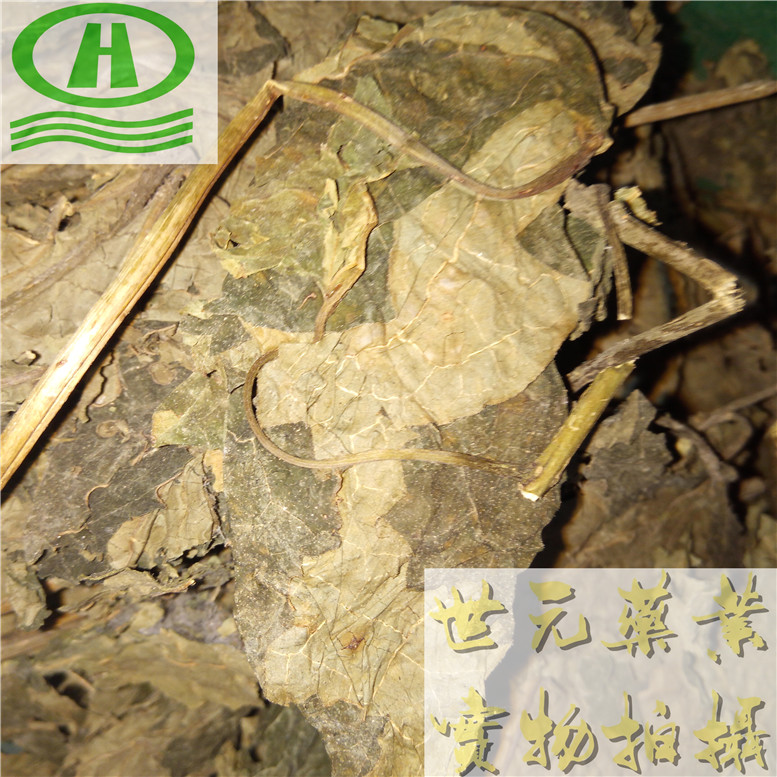 臭梧桐叶奇~07_副本.jpg