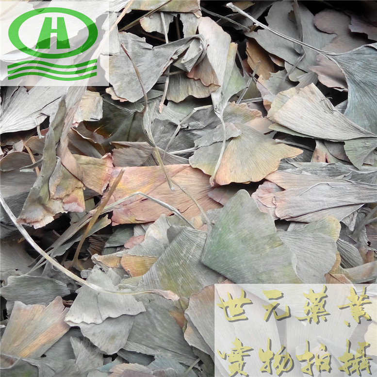 银杏叶66B66_副本.jpg