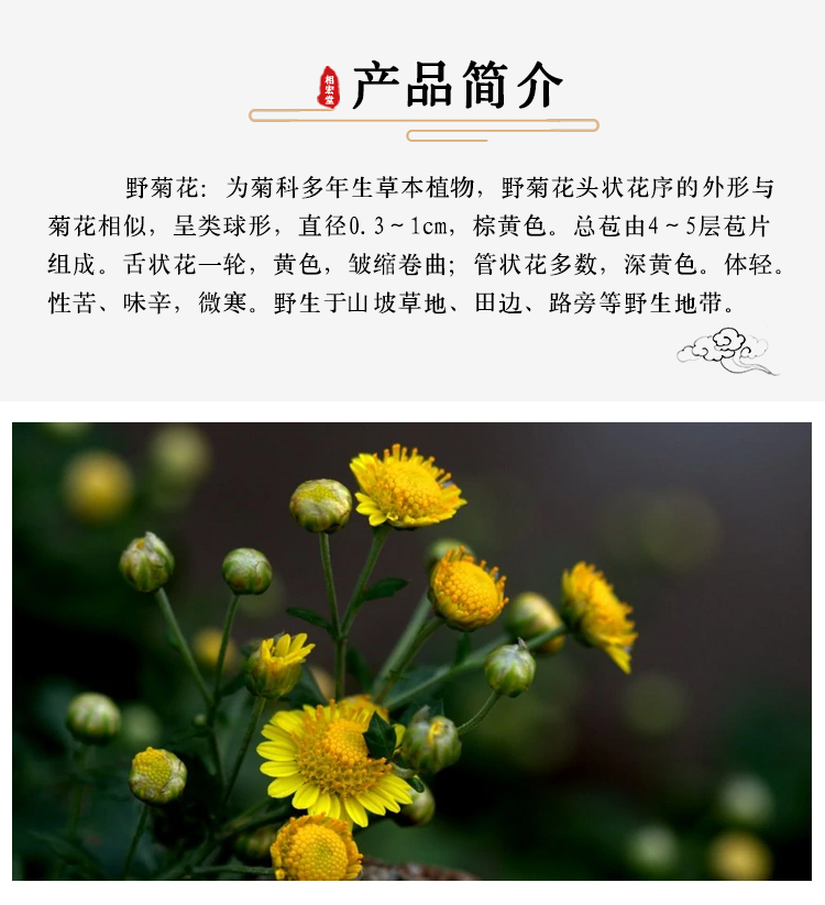野菊花7.jpg