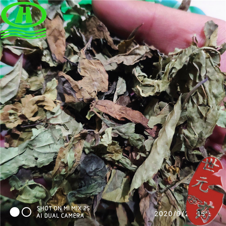 小叶紫珠叶25康~06_副本.jpg