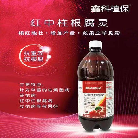 草莓的叶斑病咋治 草莓的疫病 草莓的早期病害防止 草莓的主要病害 草莓楴腐病 草莓地可用生石灰抗重茬吗 草莓地烂根死苗预示例图5